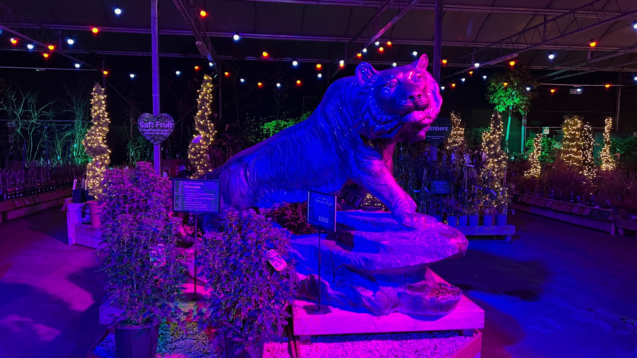 Feature tiger display illuminated at Barton Grange